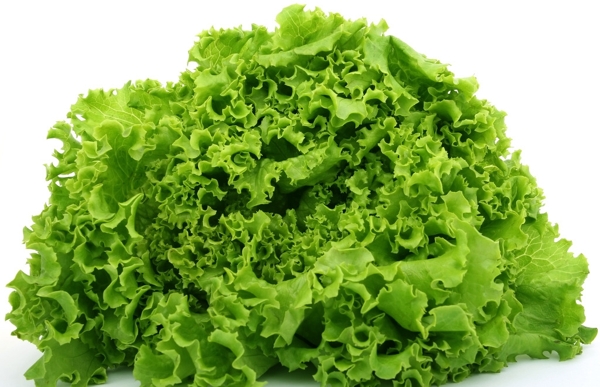 生菜