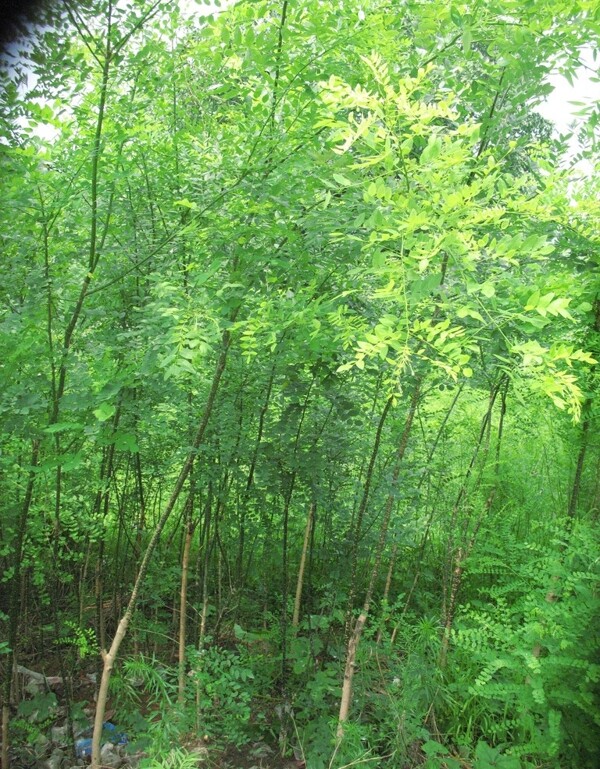 小樹林圖片