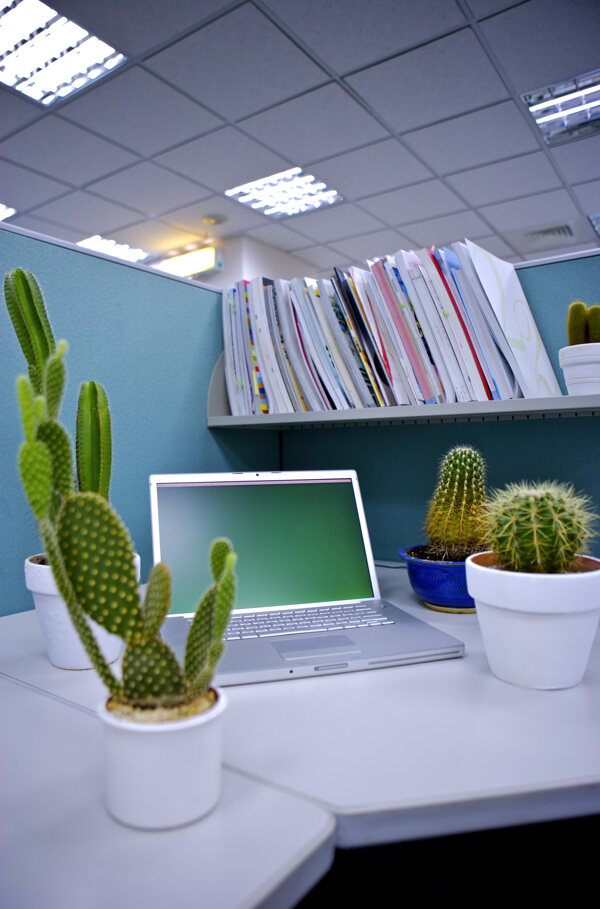 放在電腦旁植物圖片