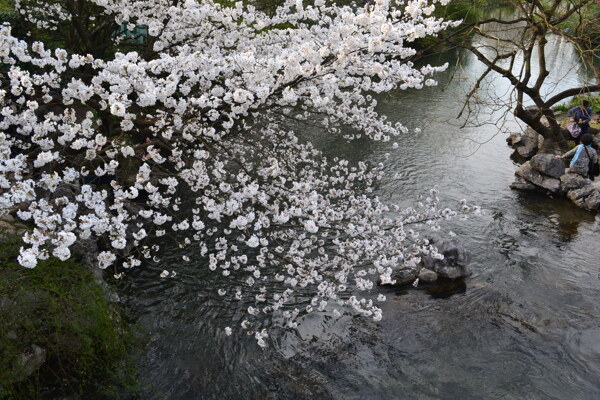 樱花溪水图片