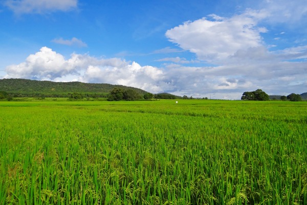 蓝天白云下的水稻田