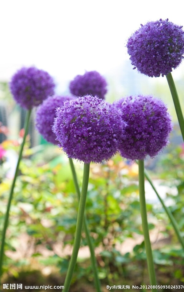 紫球花鲜花背景图片