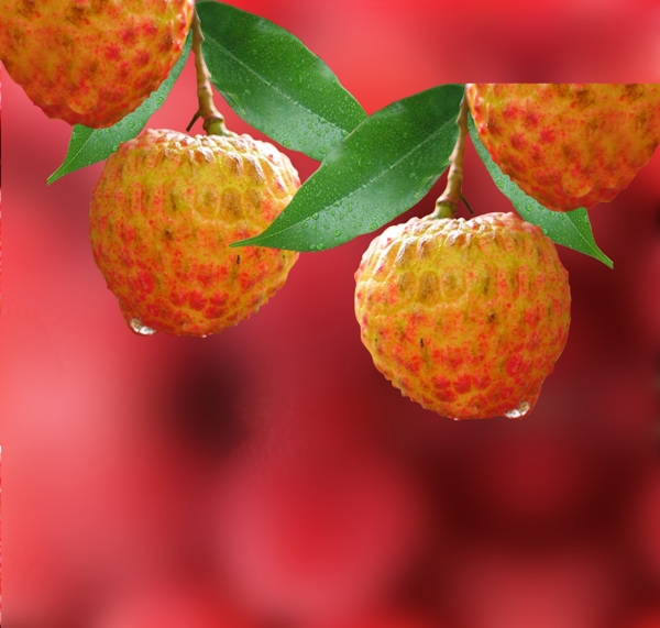 荔枝圖片