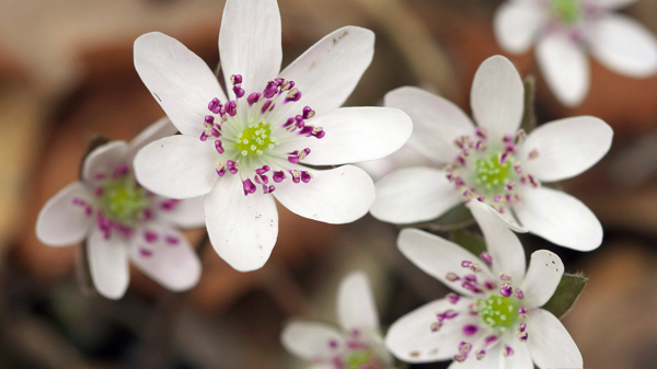 位圖植物圖案寫實(shí)花卉花朵野花免費(fèi)素材