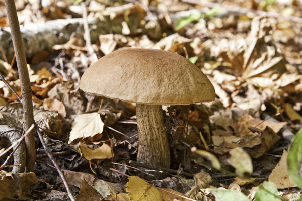 枯草中的蘑菇图片