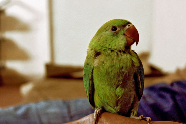 可爱绿色鹦鹉图片