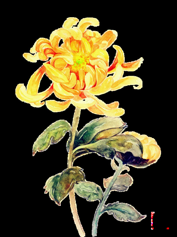 鲜艳明亮黄色手绘菊花装饰元素