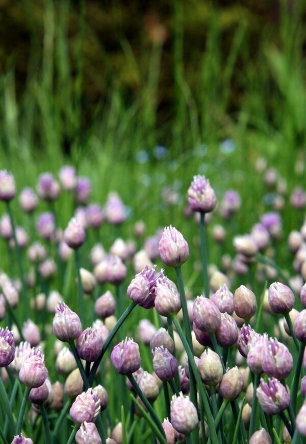 韭菜花圖片