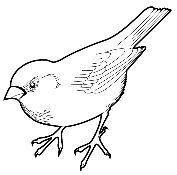 各種鳥(niǎo)類(lèi)鳥(niǎo)動(dòng)物矢量素材EPS格式1434