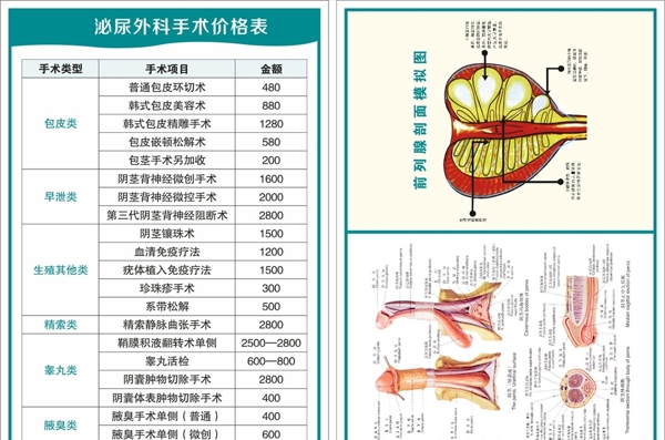 前列腺解剖面模拟挂图及价格表