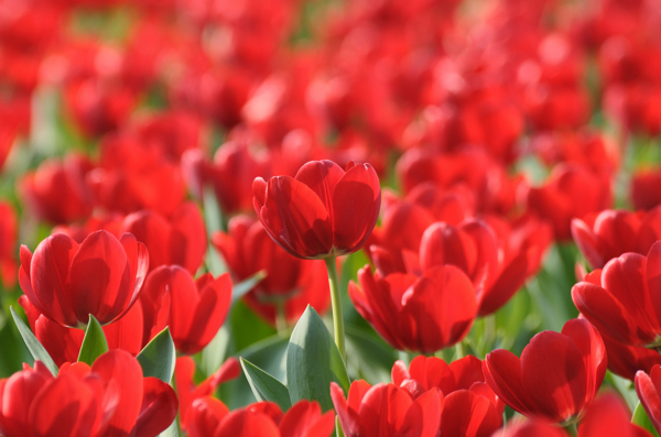 紅色郁金香鮮花背景圖片
