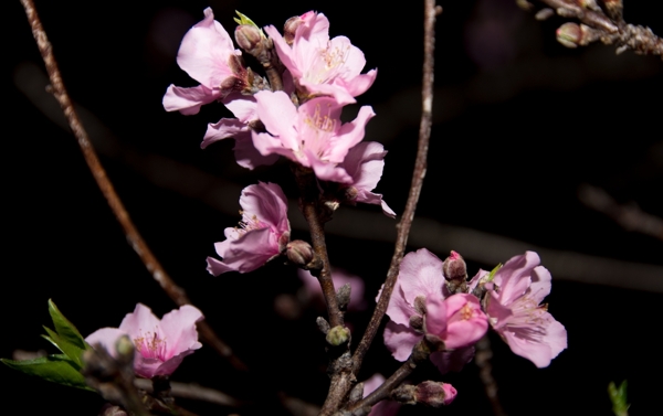 桃花