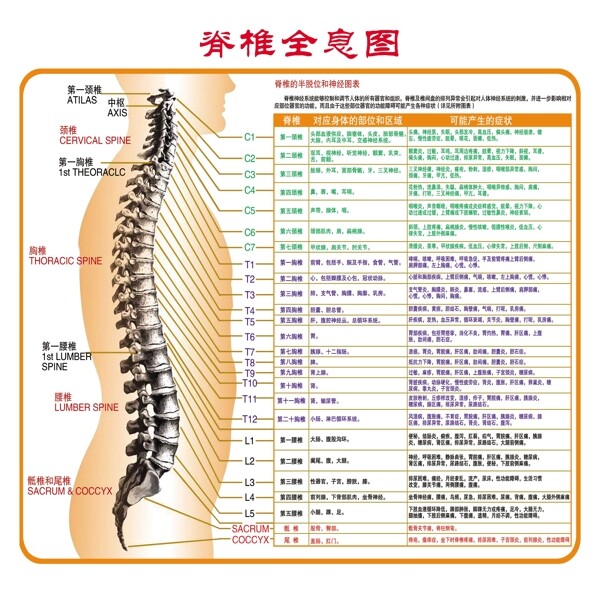 脊椎全息圖圖片