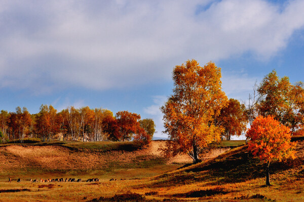 深秋时节的草原风景图片
