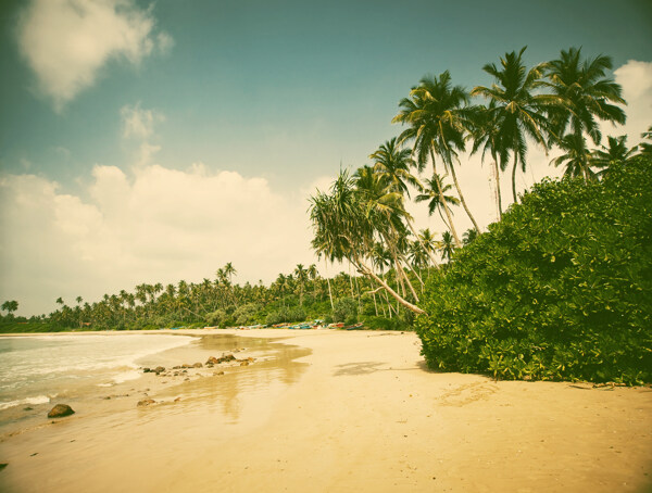 沙滩椰树风景图片