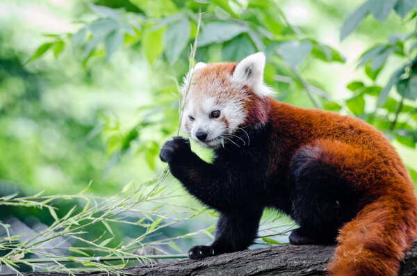 小熊猫红熊猫红猫熊九节
