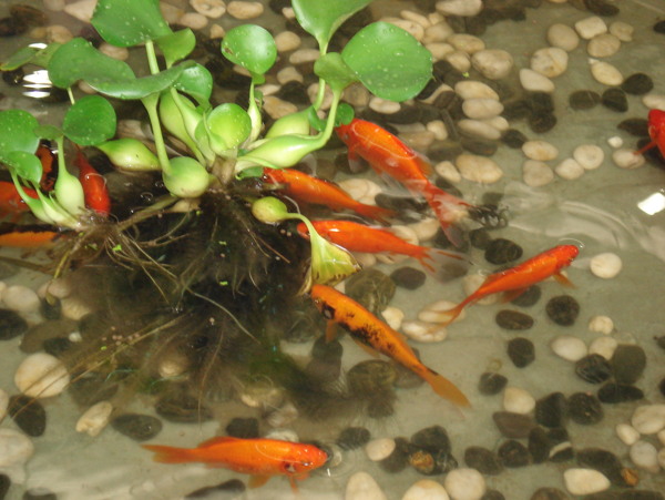 金魚(yú)圖片