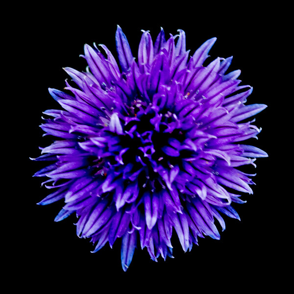 位圖植物攝影寫實(shí)花卉花朵數(shù)碼照片免費(fèi)素材
