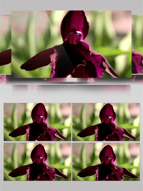 近拍深紫色花卉视频音效