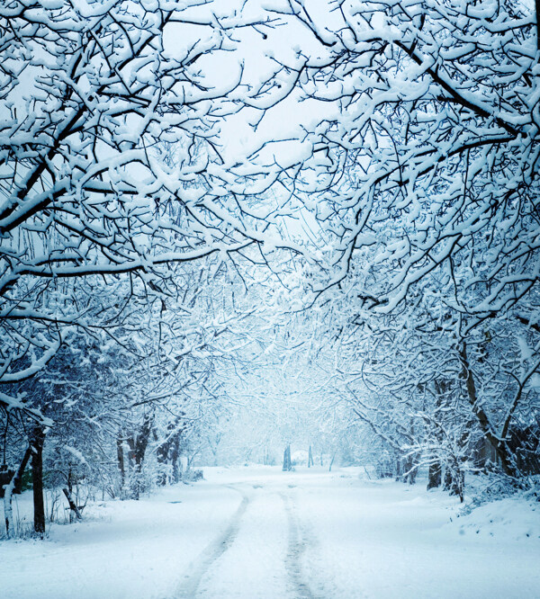 白雪覆盖的道路和树木图片