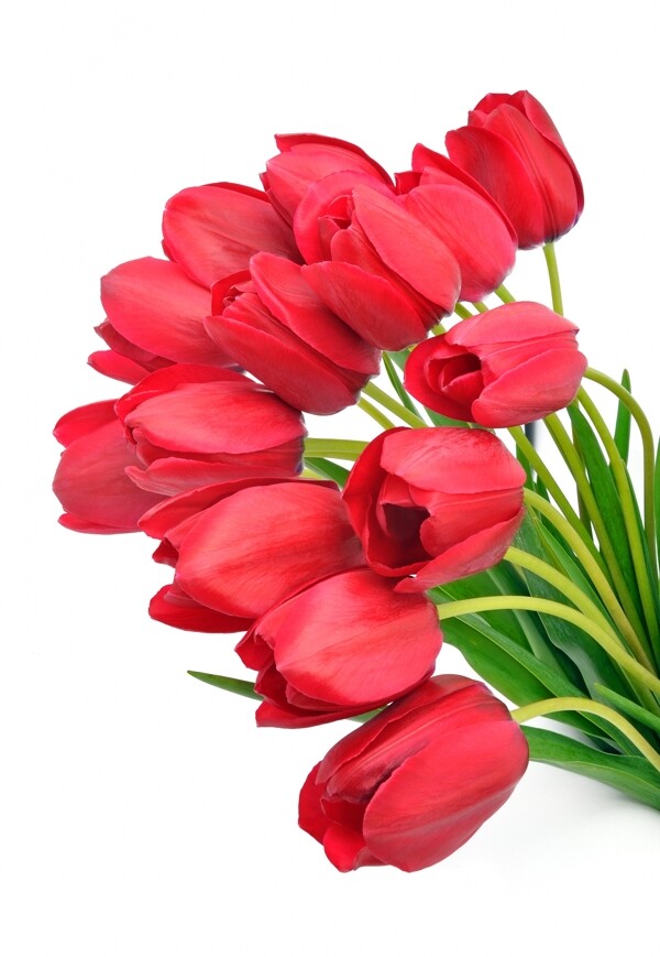 美丽的红色郁金香花图片