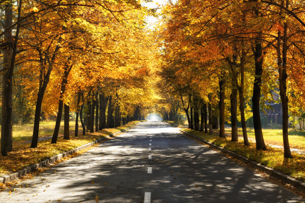 秋天树木公路风景