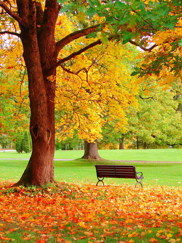 秋天枫树椅子风景摄影