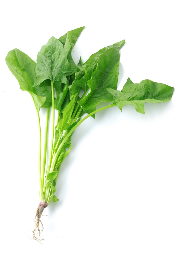 菠菜圖片