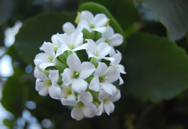 美麗長春花圖片