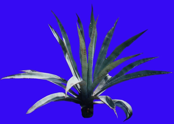 盆栽046植物素材
