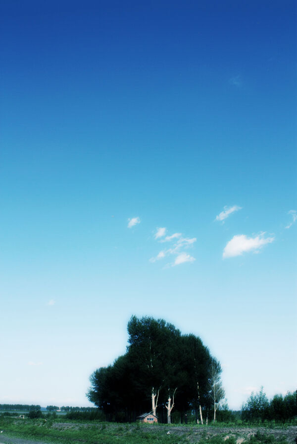 蓝天树影