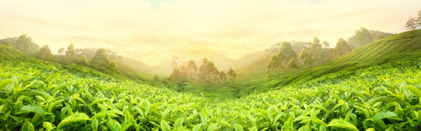 茶叶小清新绿色图片