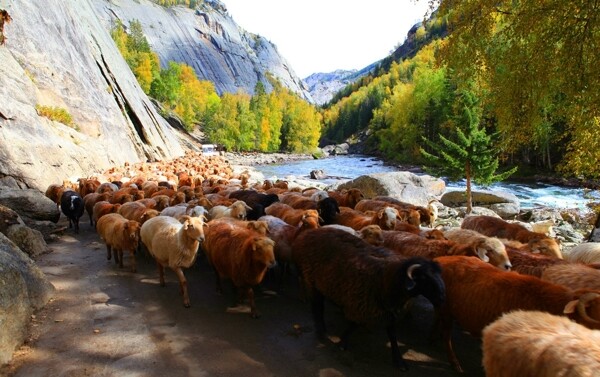 新疆喀纳斯绵羊