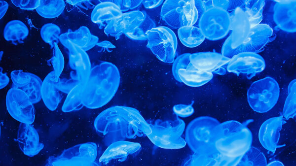 蓝色水母海洋生物