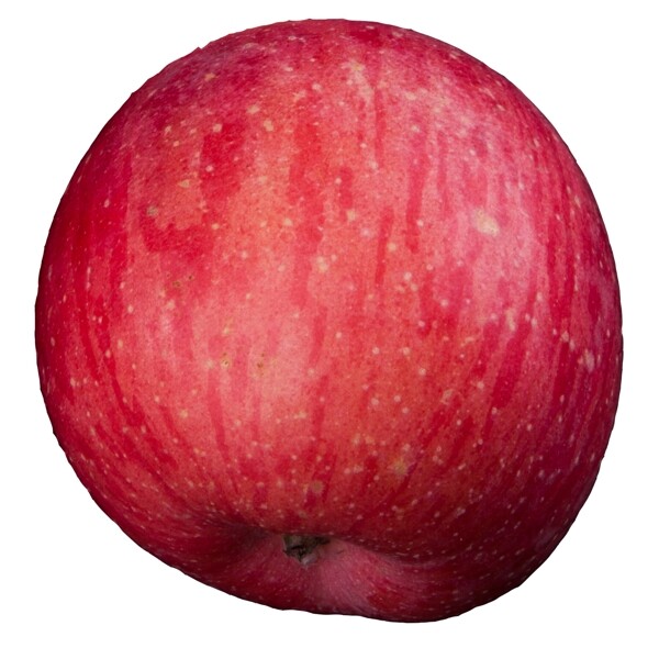 实拍果林果树一个苹果