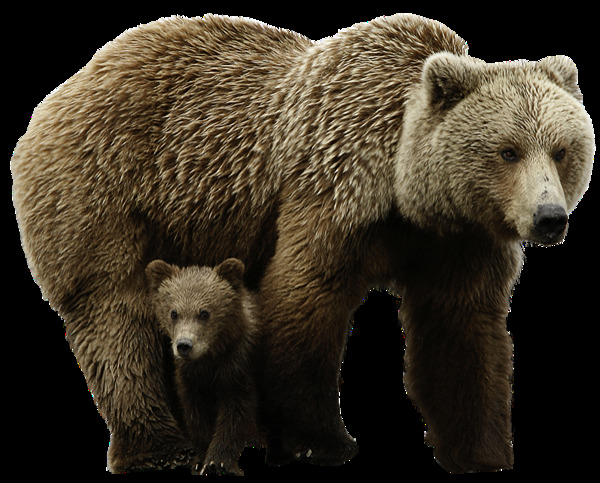 两只熊母子图片免抠png透明图层素材