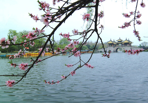 五亭橋春季圖片