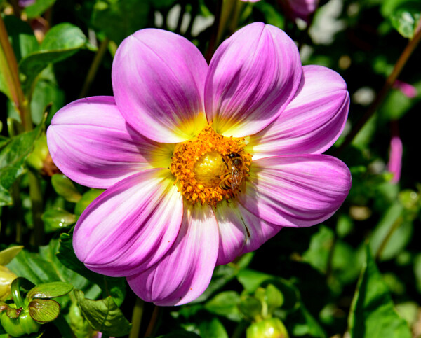 位圖植物攝影寫實(shí)花卉花朵數(shù)碼照片免費(fèi)素材