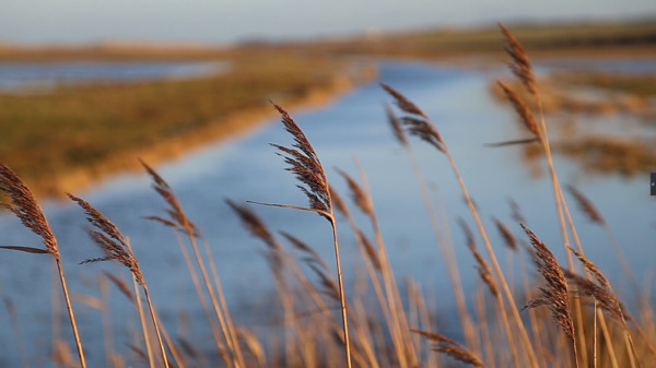 虚化沼泽地背景特写美丽芦苇植物风吹摇摆高清视频实拍