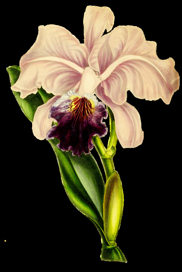 桃黃花葉卡通透明素材