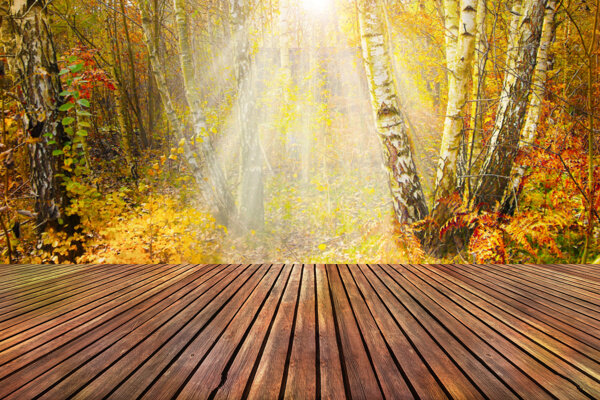 美丽枫树林木板背景图片