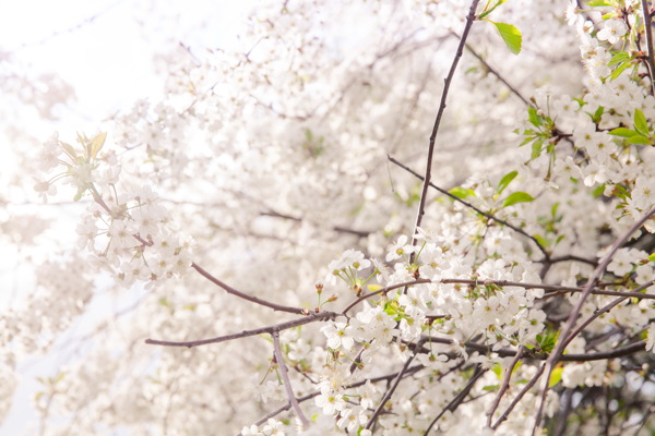 白色日本樱花图片