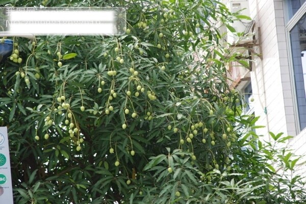 扁桃樹高清背景