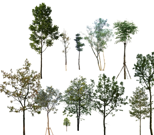 树木种类合集树种乔木