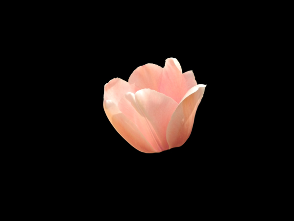 位圖植物花朵郁金香寫(xiě)實(shí)花卉免費(fèi)素材