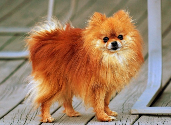 博美犬圖片