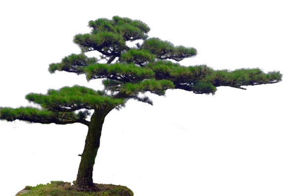 黑松