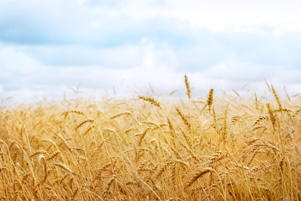 成熟的小麦