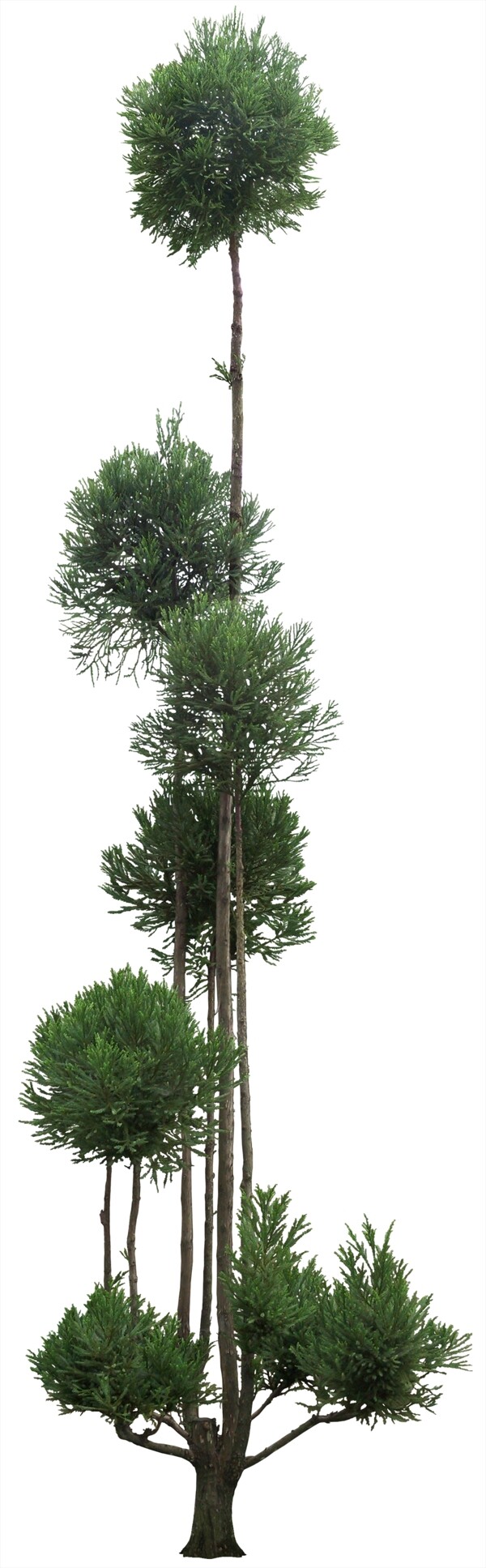 柳杉造型树园林景观效果图