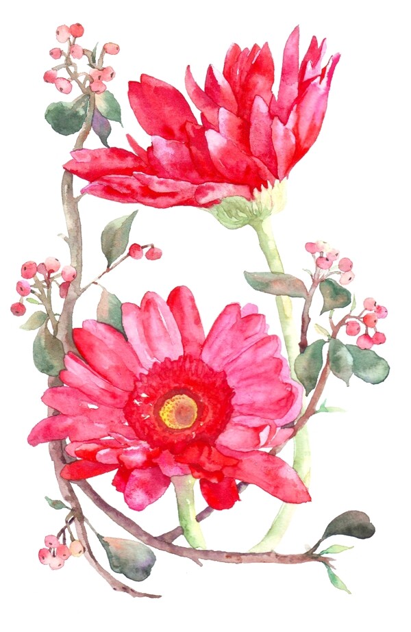 手绘红色的水彩花卉插画
